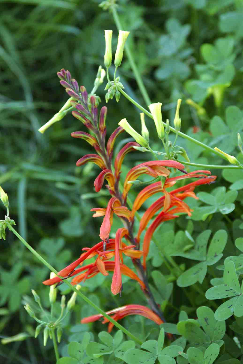 Chasmanthe aethiopica in Sardegna